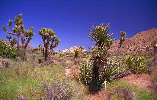 A typical landscape of Joshua Tree