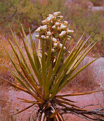 Mojave Yucca