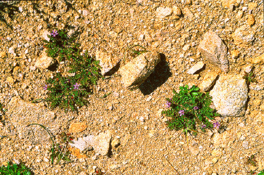 Wildflowers on the sand