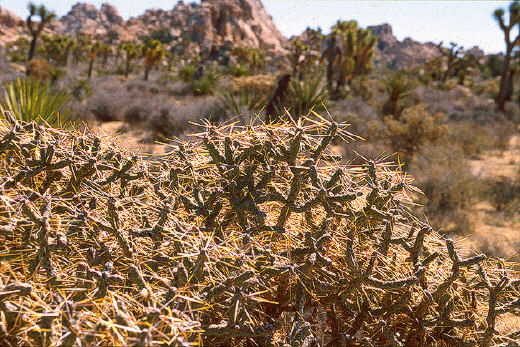 Pensil Cholla Cactus