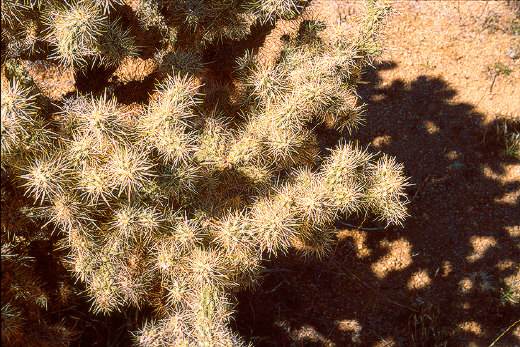 Tree Cholla Cactus