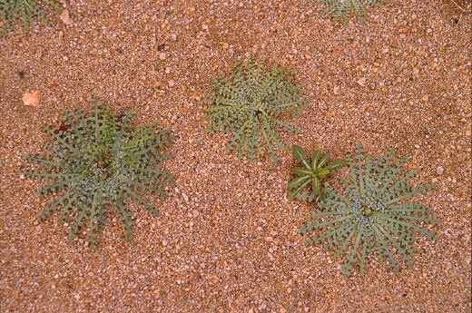 Plants on the sand