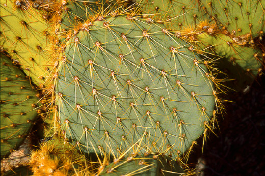 Prickly Pear Cactus