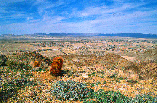 View of Twentynine Palms and Ferrocactus