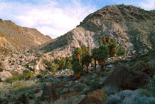 Fortynine Palms Oasis