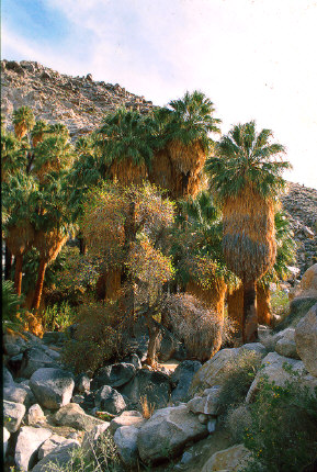 Fortynine Palms Oasis