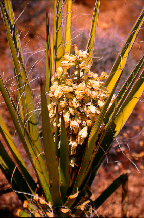 Mojave Yucca Flowers