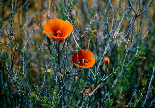 Desert Mariposa Lilies