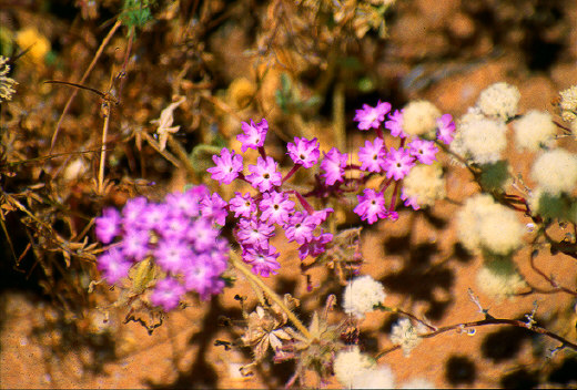 Desert San Verbena