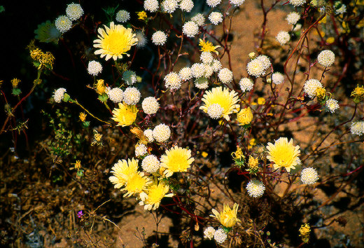 Desert Chicory and Desert Pincushion