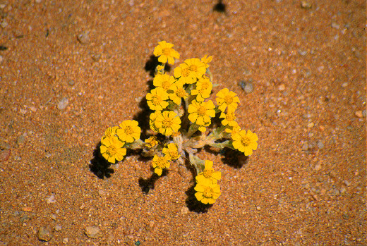 Wooly Daisy