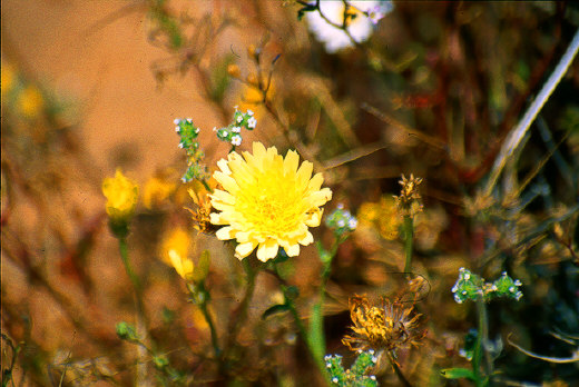 Desert Chicory