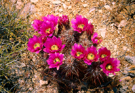 Robust Hedgehog Cactus