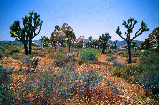 Rocky formations