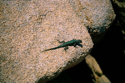 Side-blotched Lizard