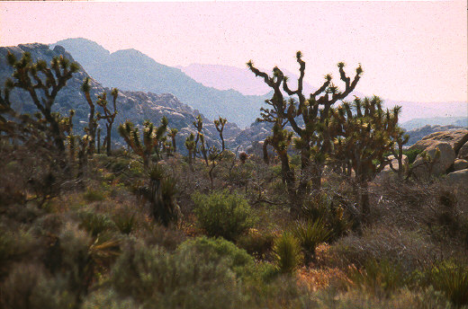 Rugged skyline