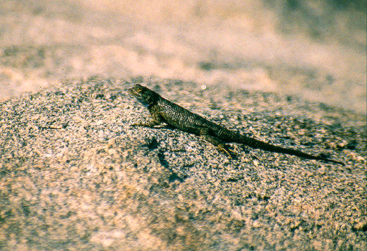 Side-blotched Lizard