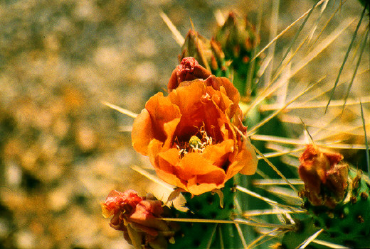 Prickly Pear Cactus