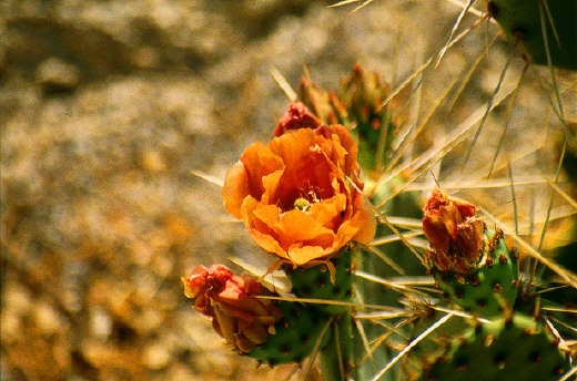 Prickly Pear Cactus