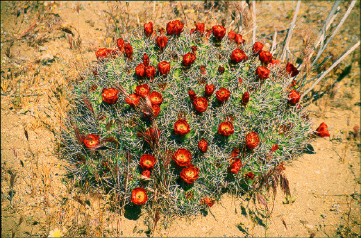 Cholla Cactus