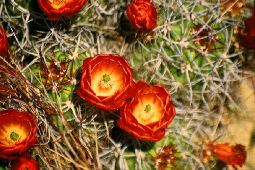 Cholla Cactus