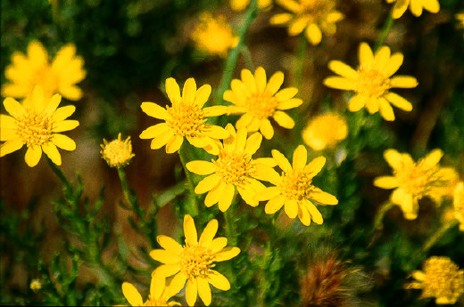 Brittlebush