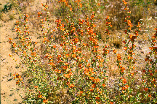 Desert Globemallow