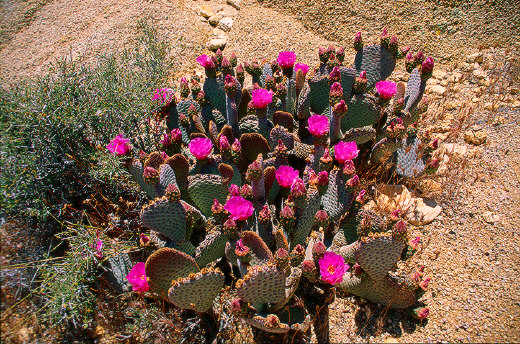 Beavertail Cactus