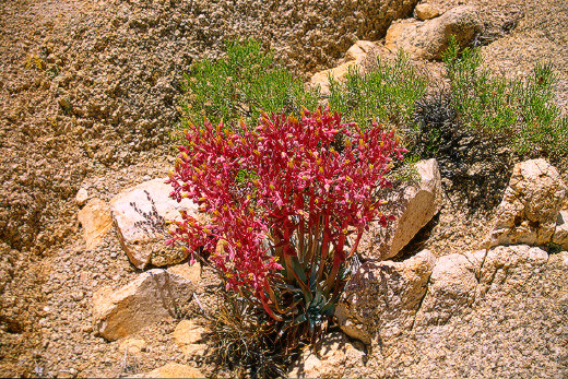 Wild flowers