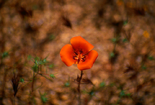 Desert Mariposa Lily