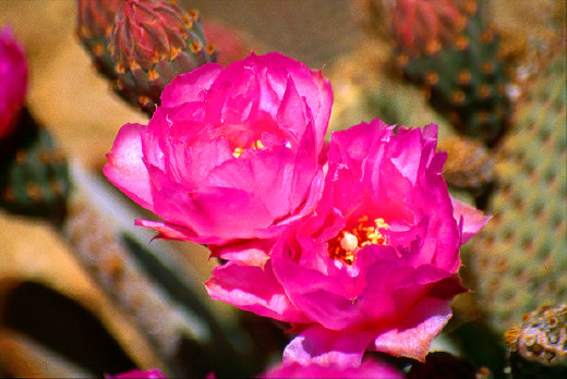 Beavertail Cactus