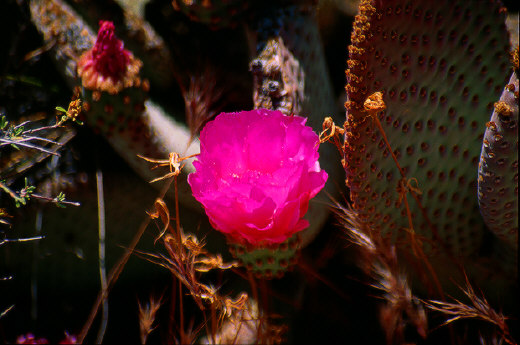 Beavertail Cactus