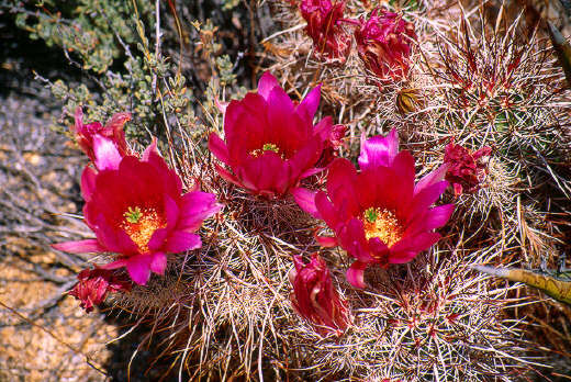 Robust Hedgehog Cactus