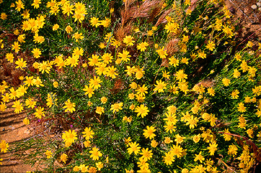 Brittlebush