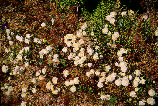 Desert Pincushion