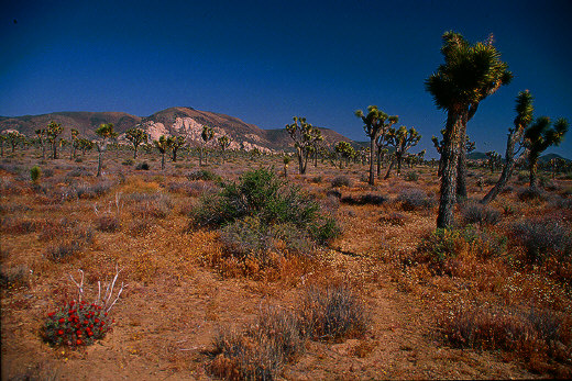 Rocky formations