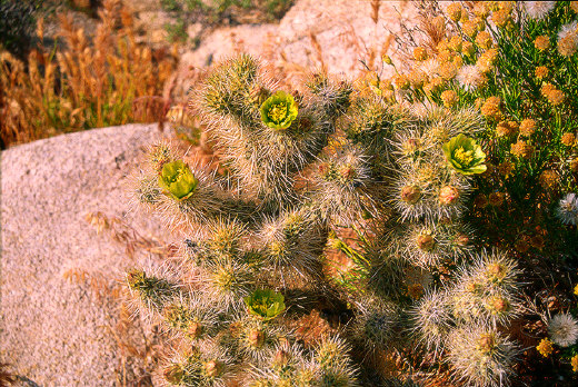 Cholla Cactus