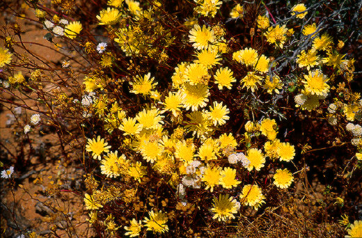 Desert Chicory