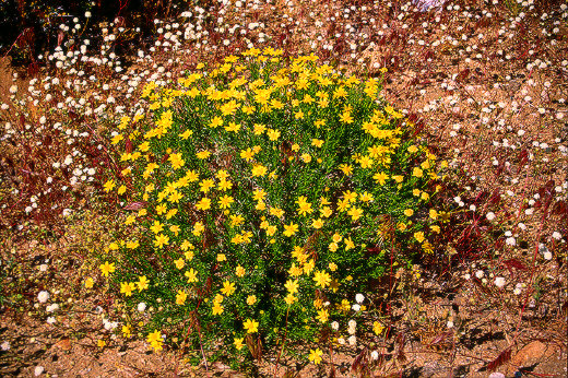 Brittlebush