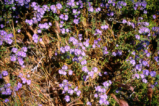 Blue Phacelia